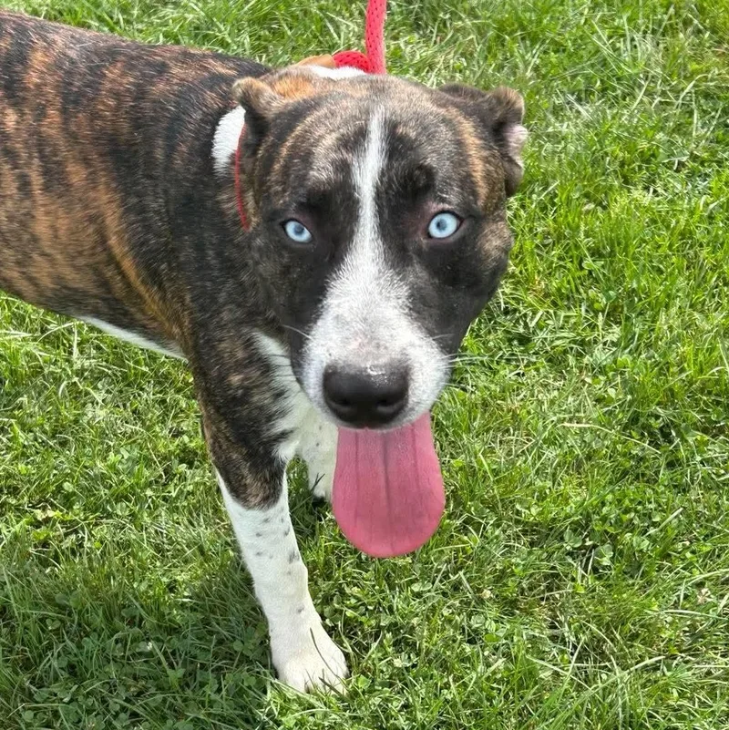 A young large-sized male Labrador Retriever dog named Frankie for adoption in Ravenna, OH