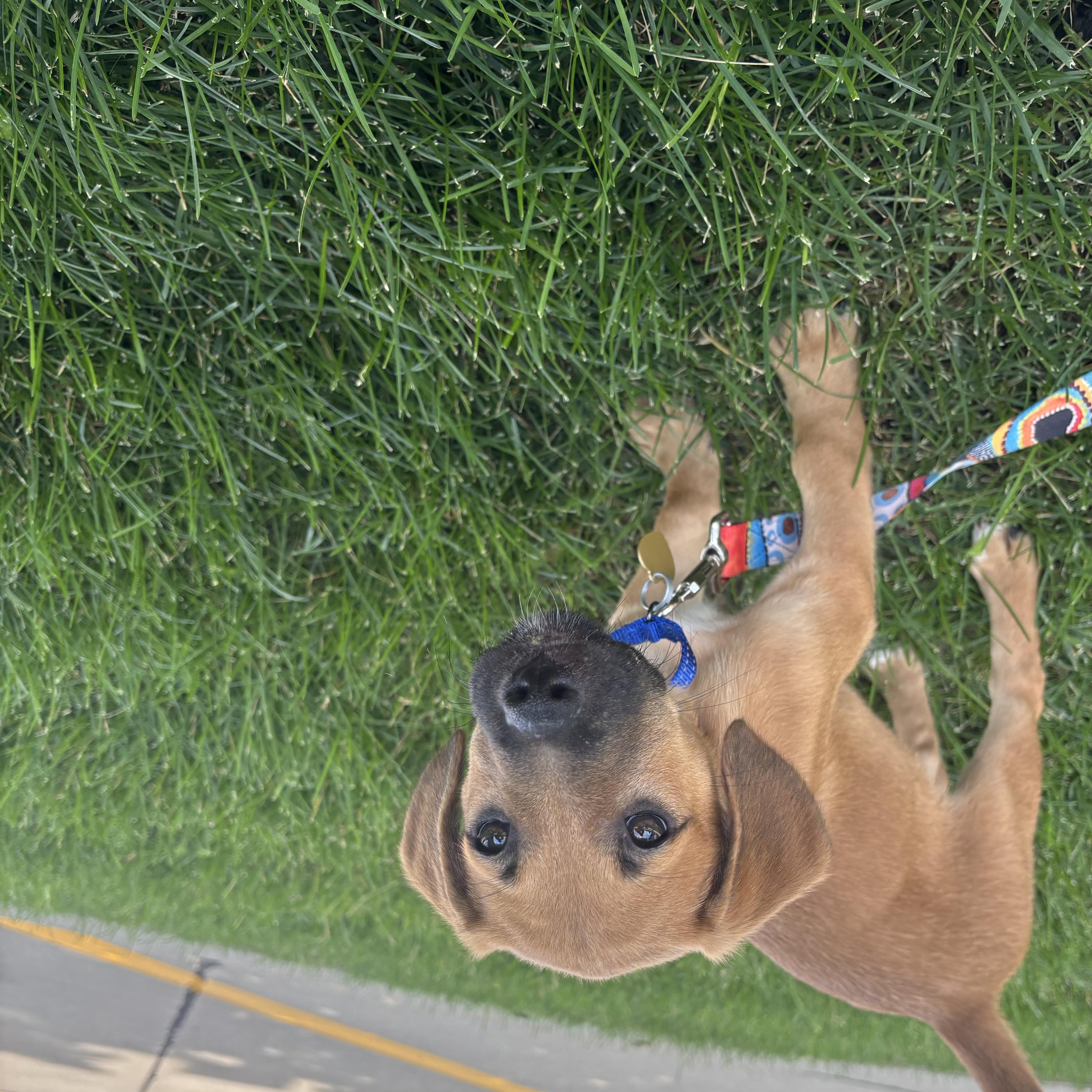 A baby medium-sized male Mixed Breed dog named Garrett for adoption in Sioux Falls, SD