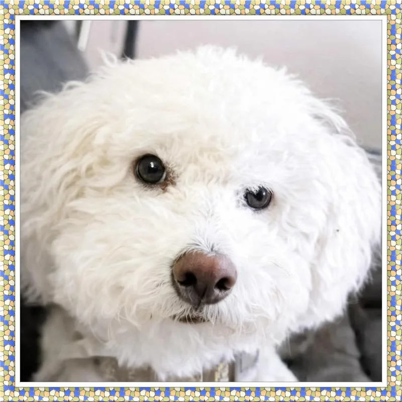 Bear  Ok thumbnail 2