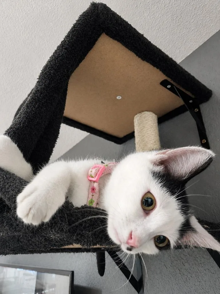 A baby medium-sized female Domestic Short Hair cat named Joy for adoption in Johnson City, TN