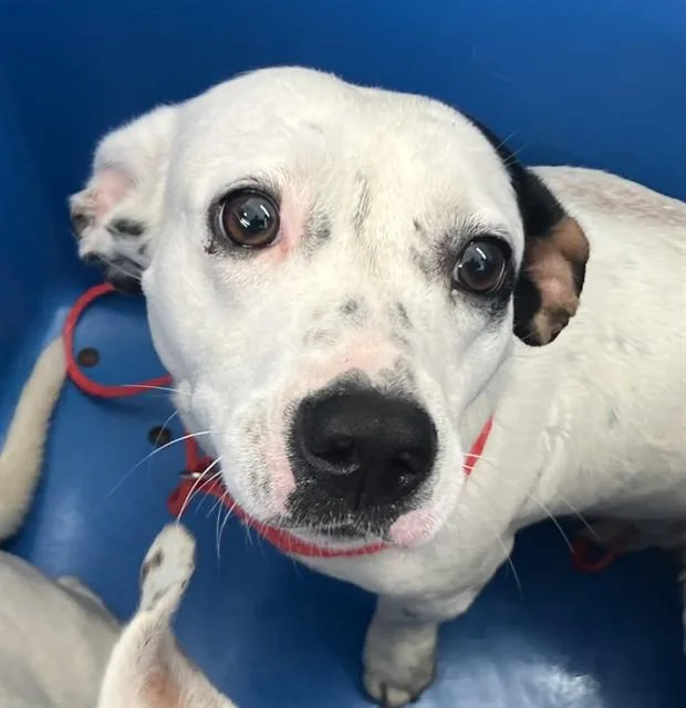An adult medium-sized female Mixed Breed dog named Jody for adoption in Dallas, TX