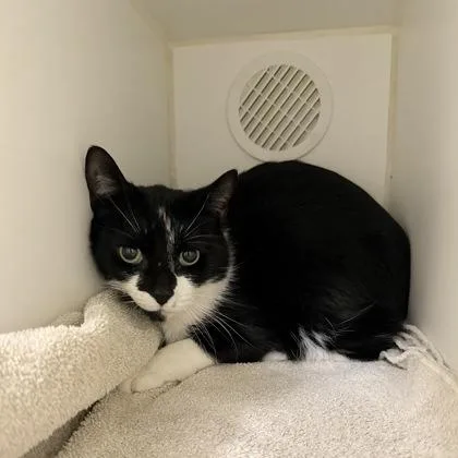 An adult medium-sized male Domestic Short Hair cat named Mark for adoption in Lowell, MA