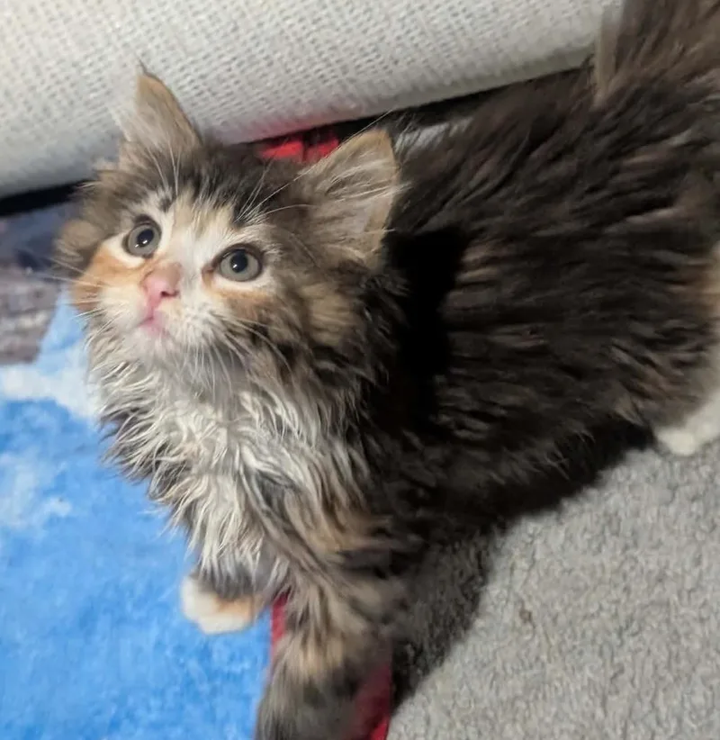 A baby medium-sized female Domestic Short Hair cat named Fluffball for adoption in St. Cloud, MN