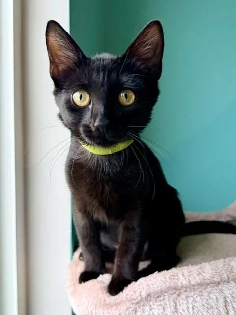 A baby medium-sized female Black Domestic Short Hair cat named Yokohama for adoption in Cincinnati, OH