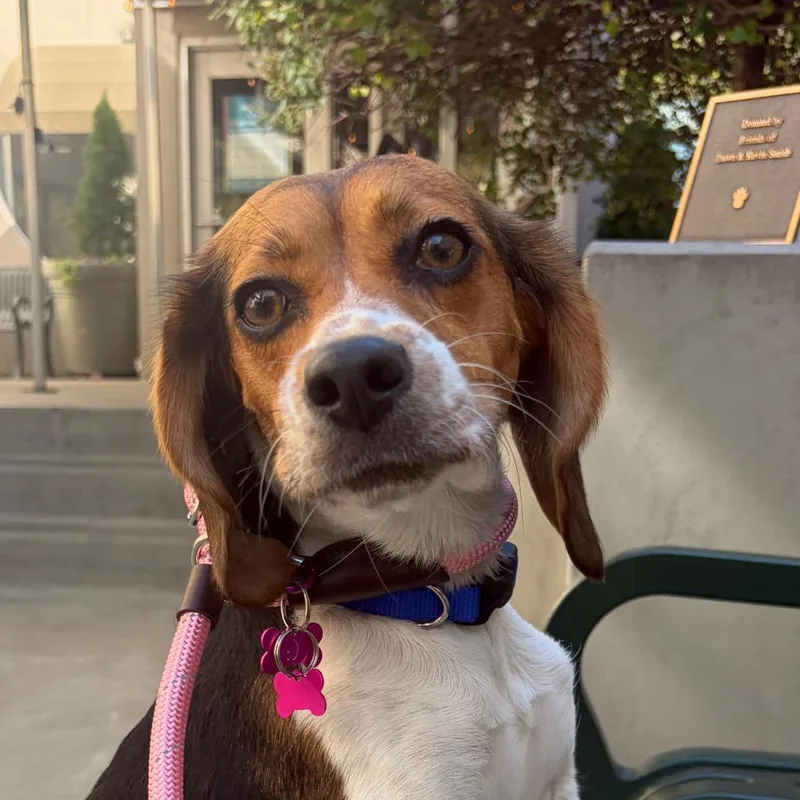 An adult small-sized female Beagle dog named Bonita for adoption in Chicago, IL