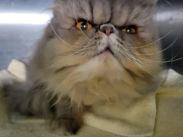 An adult medium-sized female Persian cat named Blue Aster for adoption in Powder Springs, GA