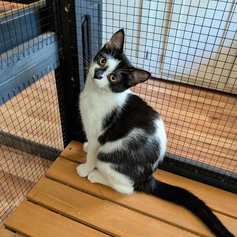 A baby small-sized female Black Domestic Short Hair cat named Knock Knock for adoption in Boerne, TX