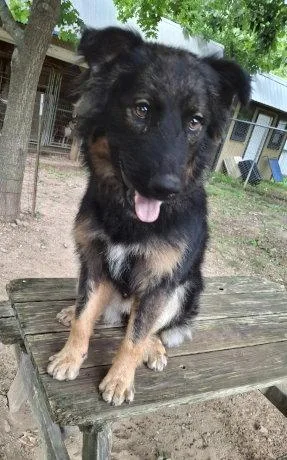 An adult medium-sized male Australian Shepherd dog named Nash for adoption in Mountain View, AR