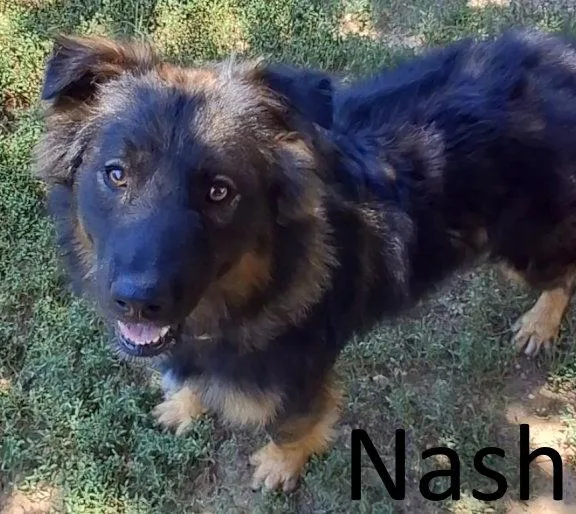 Nash thumbnail 2