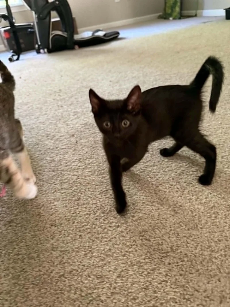 A young medium-sized male Black Domestic Short Hair cat named Dan the man for adoption in Charleston, SC