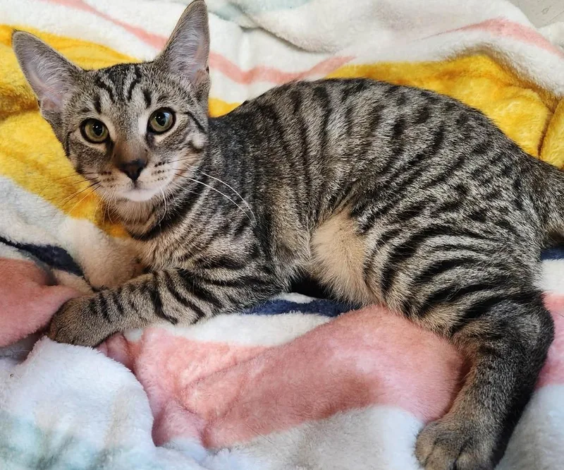 A baby small-sized female Domestic Short Hair cat named Blizzard IX for adoption in Muskegon, MI