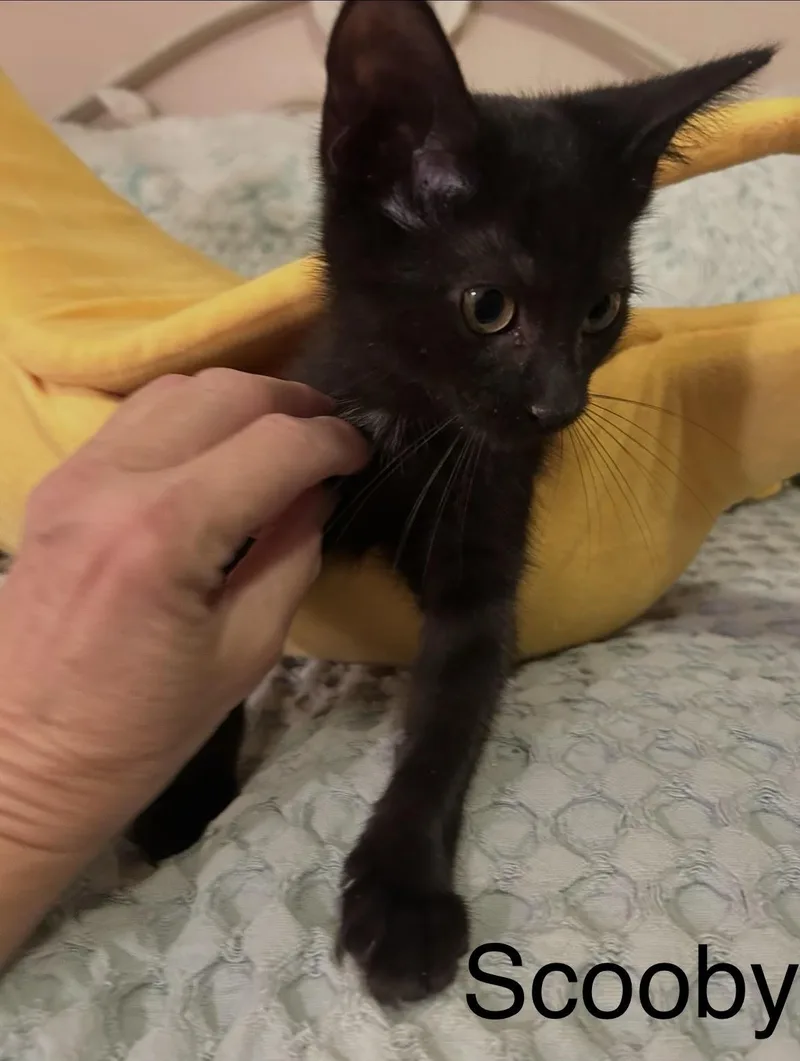 A baby medium-sized male Black Domestic Short Hair cat named Scooby for adoption in Herculaneum, MO
