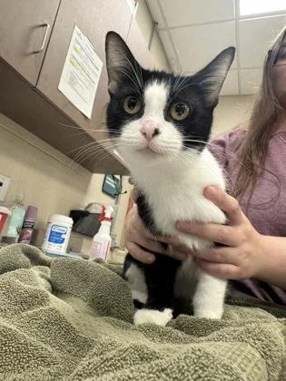 A young medium-sized female Domestic Short Hair cat named Ari for adoption in Fishers, IN