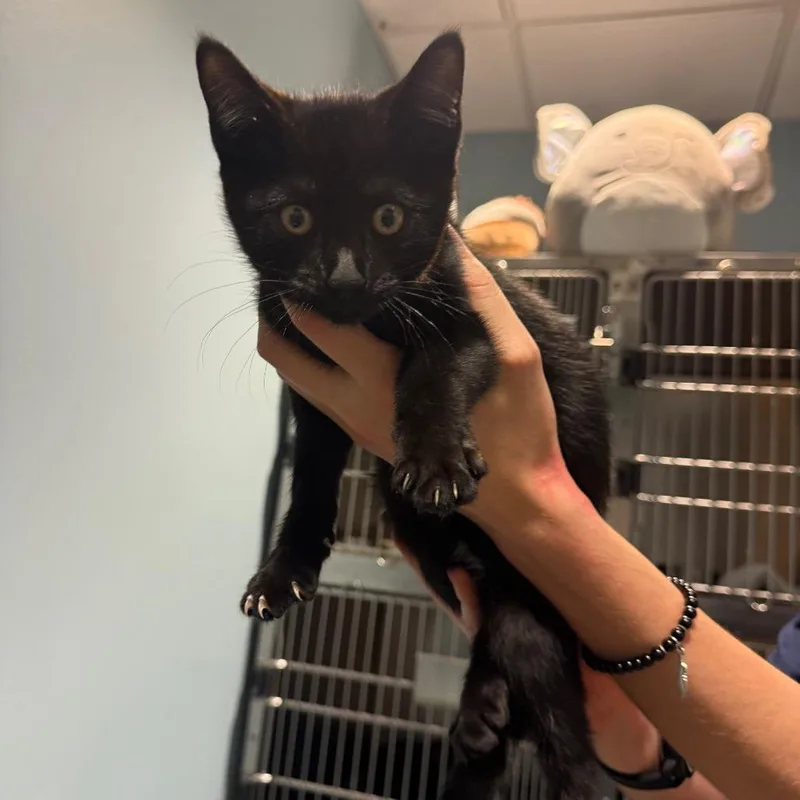 A baby small-sized male Buff / Tan / Fawn Domestic Short Hair cat named Booger for adoption in Chattanooga, TN