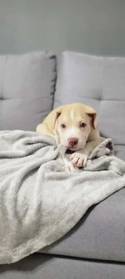 A baby large-sized female German Shepherd Dog dog named Nala for adoption in Morton Grove, IL