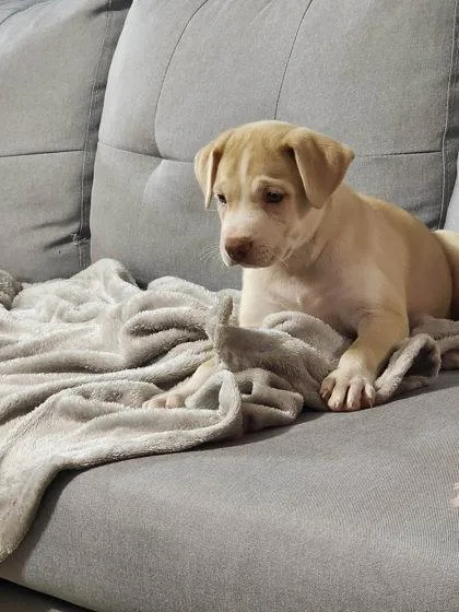 Nala thumbnail 2
