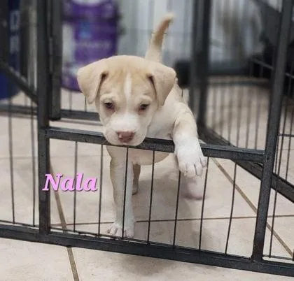 Nala thumbnail 3