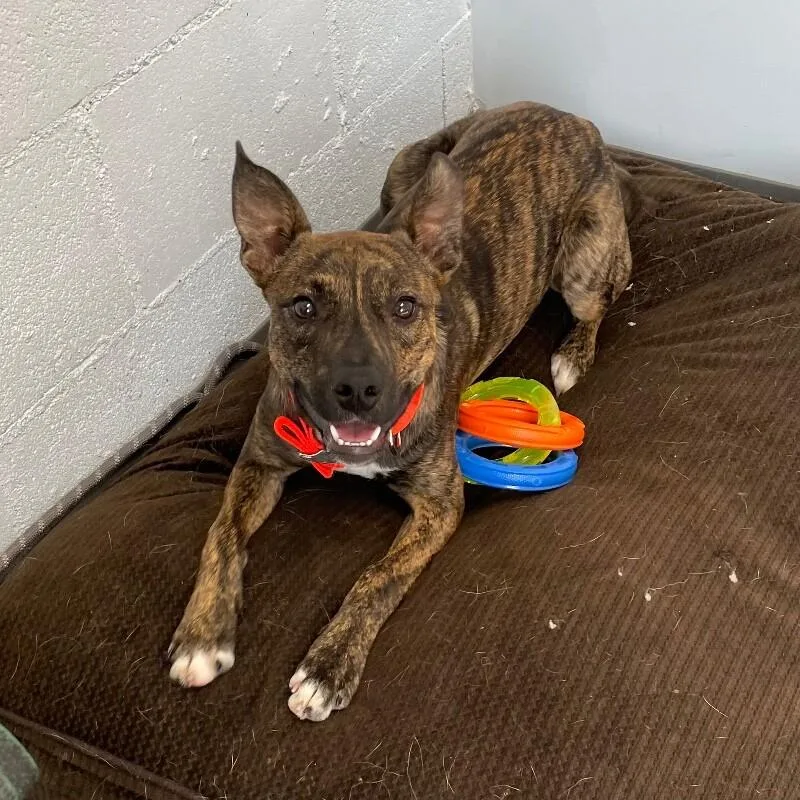 A young medium-sized male Feist dog named Briskett for adoption in Roanoke, VA