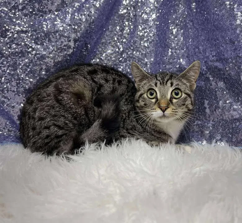 Harrison thumbnail 2