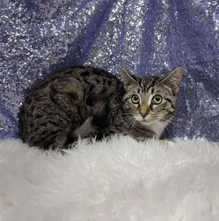 Harrison thumbnail 3