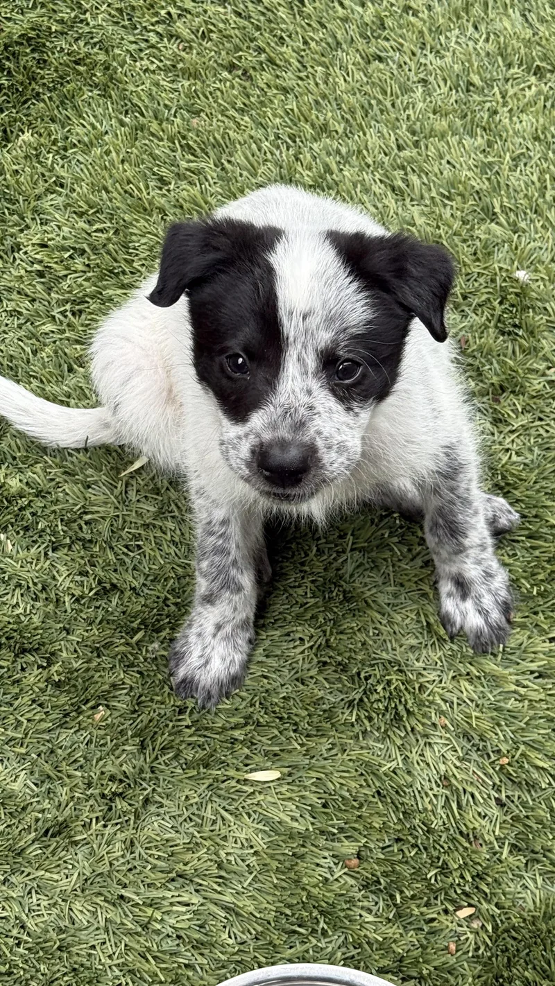 A baby medium-sized male Gray / Blue / Silver Australian Cattle Dog / Blue Heeler dog named Ryan for adoption in Scottsdale, AZ