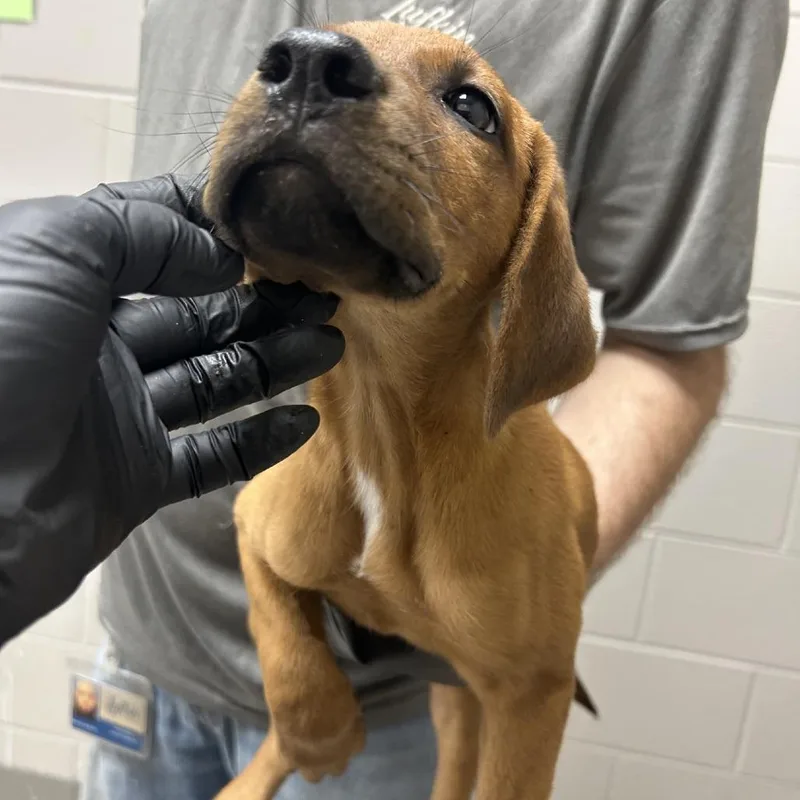 A baby small-sized female Black Mouth Cur dog named Candy for adoption in Lufkin, TX