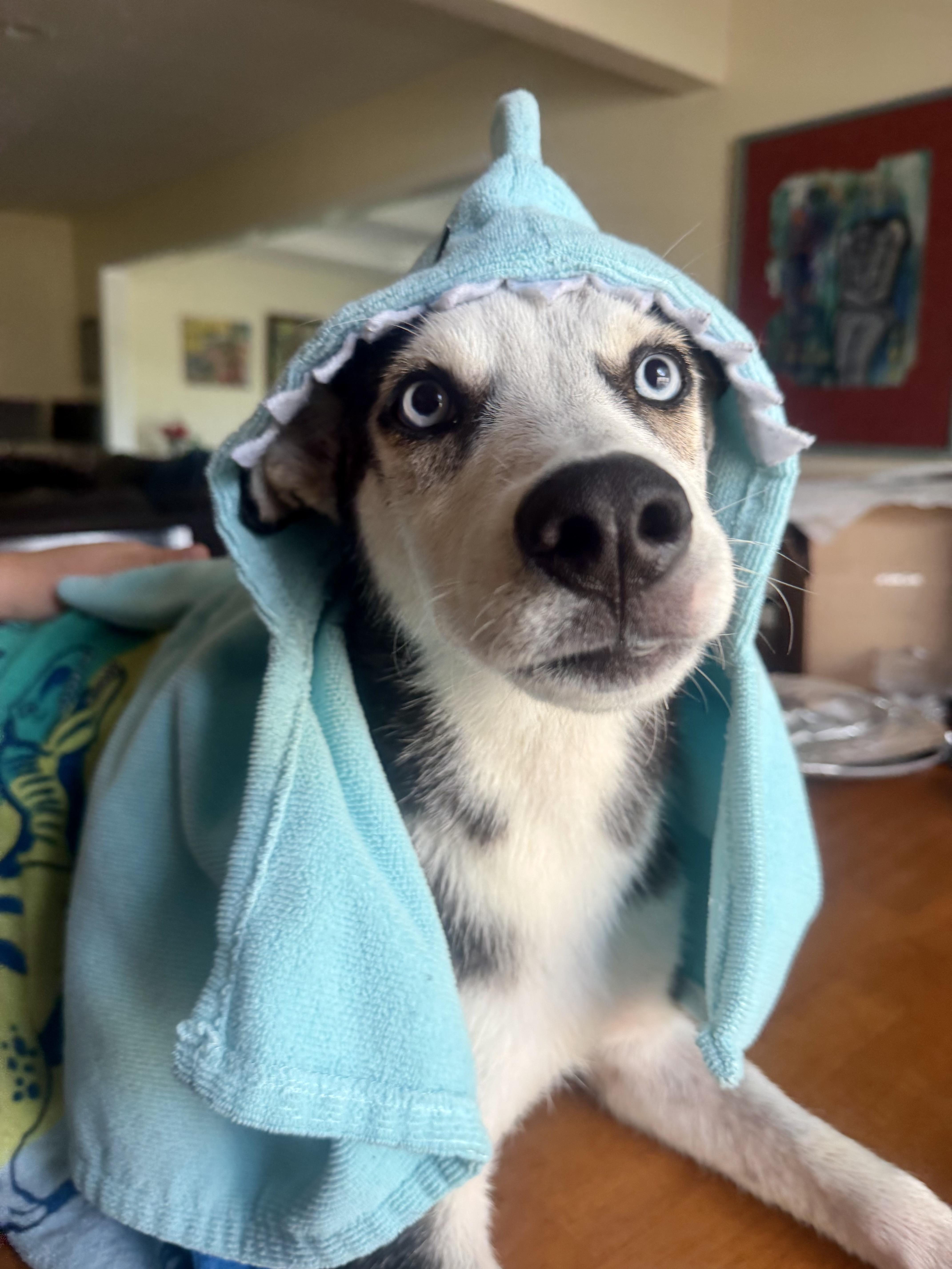 Balto