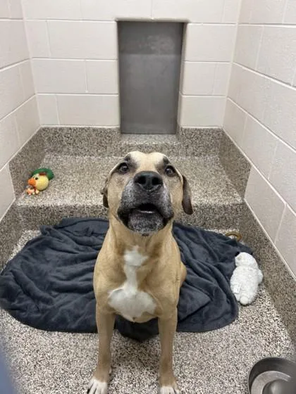 An adult large-sized male Mixed Breed dog named Wiggly for adoption in Westland, MI