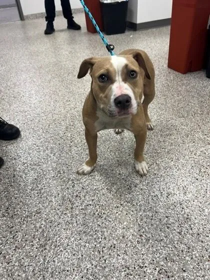 An adult medium-sized female Terrier dog named Cashew for adoption in Gastonia, NC