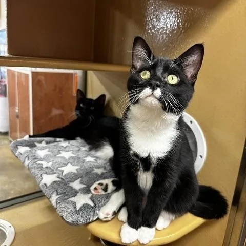 A young medium-sized female Black & White / Tuxedo Domestic Short Hair cat named Jace and Tablet for adoption in Fairfax, VA