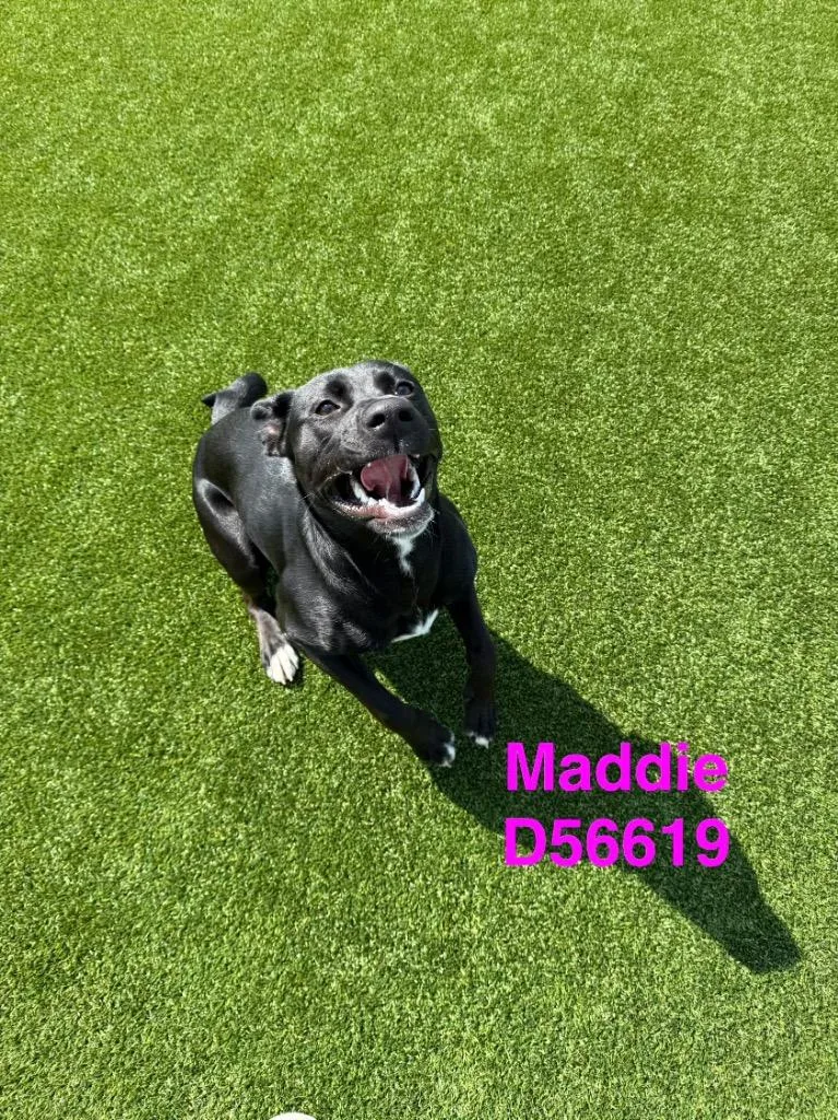 A baby medium-sized female Labrador Retriever dog named Maddie for adoption in Clarksville, TN