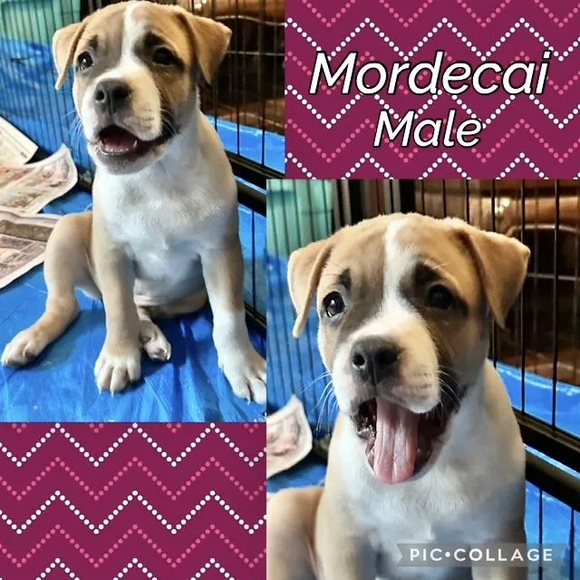 A baby medium-sized male Boxer dog named Mordecai for adoption in Manchester, CT