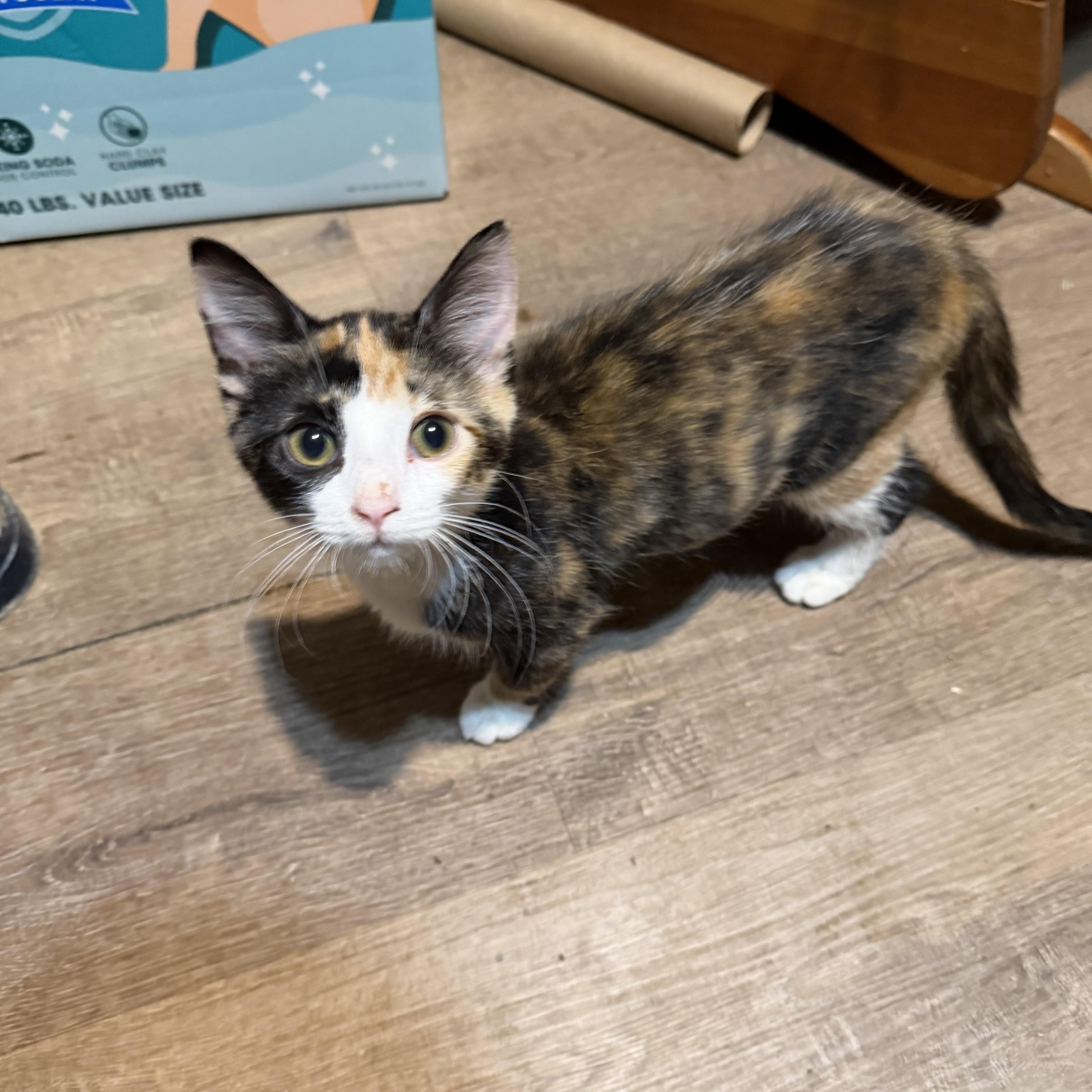 A baby medium-sized female Calico Domestic Short Hair cat named Anne for adoption in Mineral Point, WI