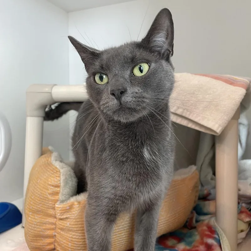 An adult medium-sized female Gray / Blue / Silver Domestic Short Hair cat named Cranberry Juice for adoption in Warwick, RI