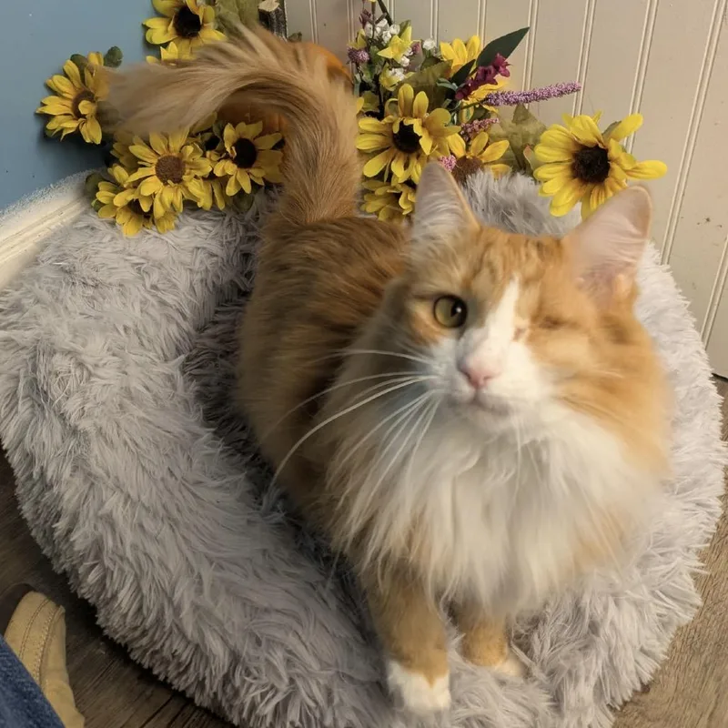A senior large-sized female Domestic Medium Hair cat named Mercedes & Suzuki Bonded for adoption in Eaton Rapids, MI