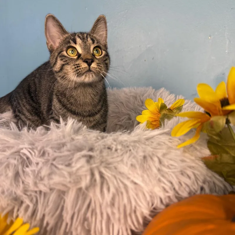 Mercedes & Suzuki Bonded thumbnail 4