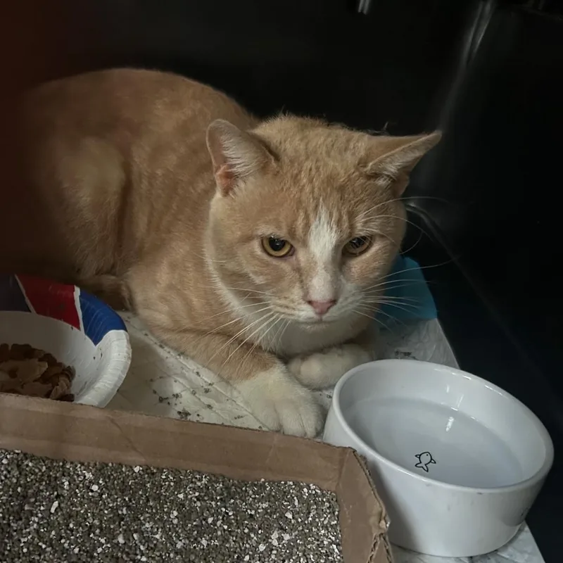 A young medium-sized male Domestic Short Hair cat named Hobson Coming In for adoption in Clifton, NJ