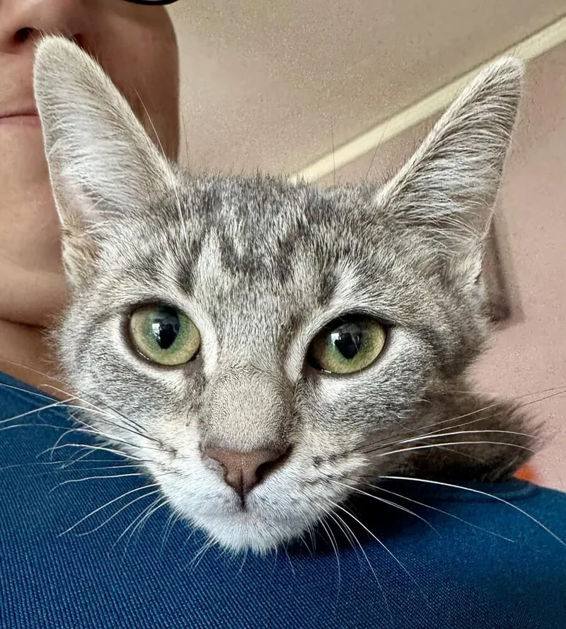 A baby small-sized female Domestic Short Hair cat named Pixie fka Elf Garland for adoption in Peoria, IL