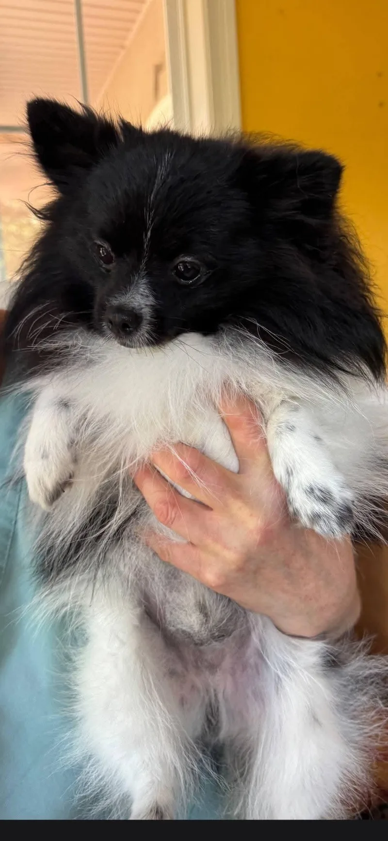 A young small-sized male White / Cream Pomeranian dog named Panda for adoption in Mary Esther, FL
