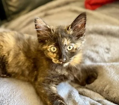 A baby small-sized female Domestic Short Hair cat named Arwen for adoption in Tustin, CA