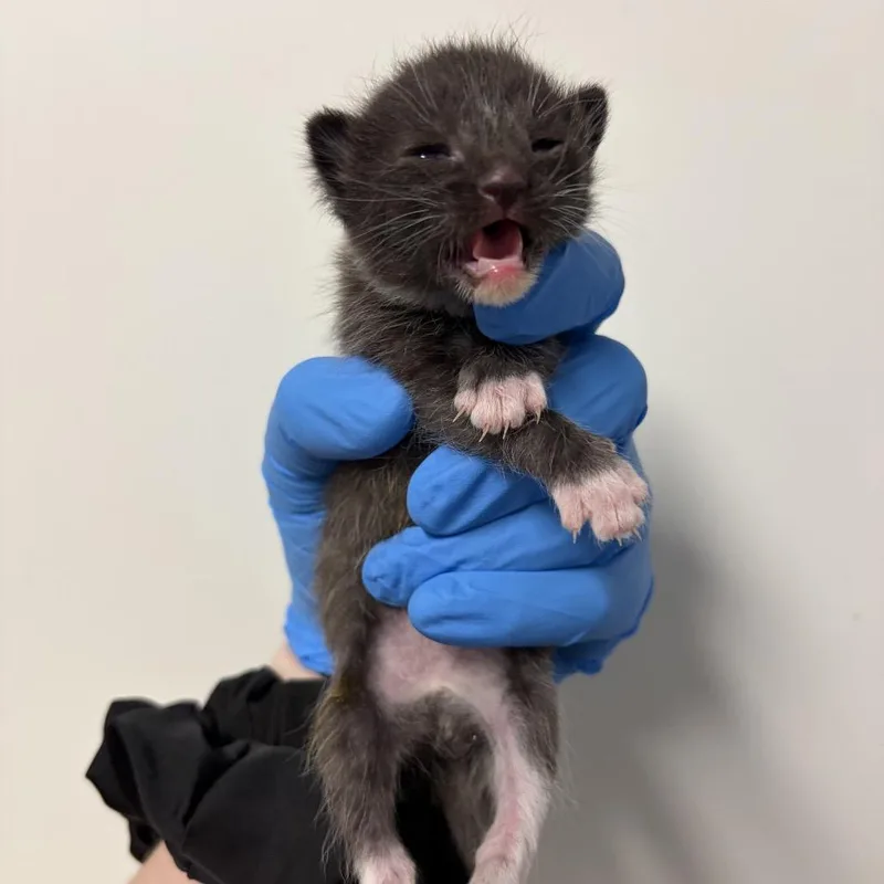 A baby small-sized male Black Domestic Short Hair cat named Peter Pan for adoption in Durham, NC