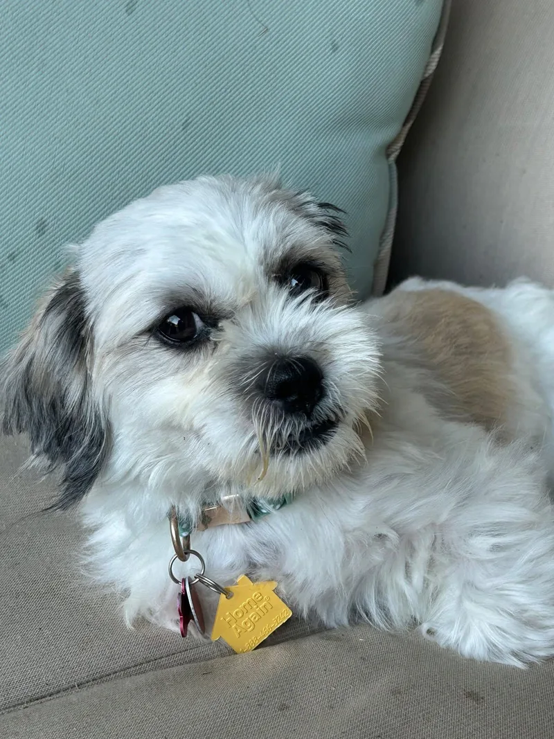 A baby small-sized female White / Cream Shih Tzu dog named Abby for adoption in Plano, TX
