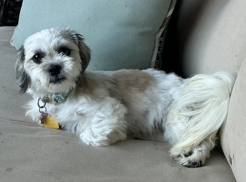Abby thumbnail 2