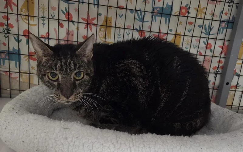 A young medium-sized male Domestic Short Hair cat named Moonie for adoption in Satellite Beach, FL