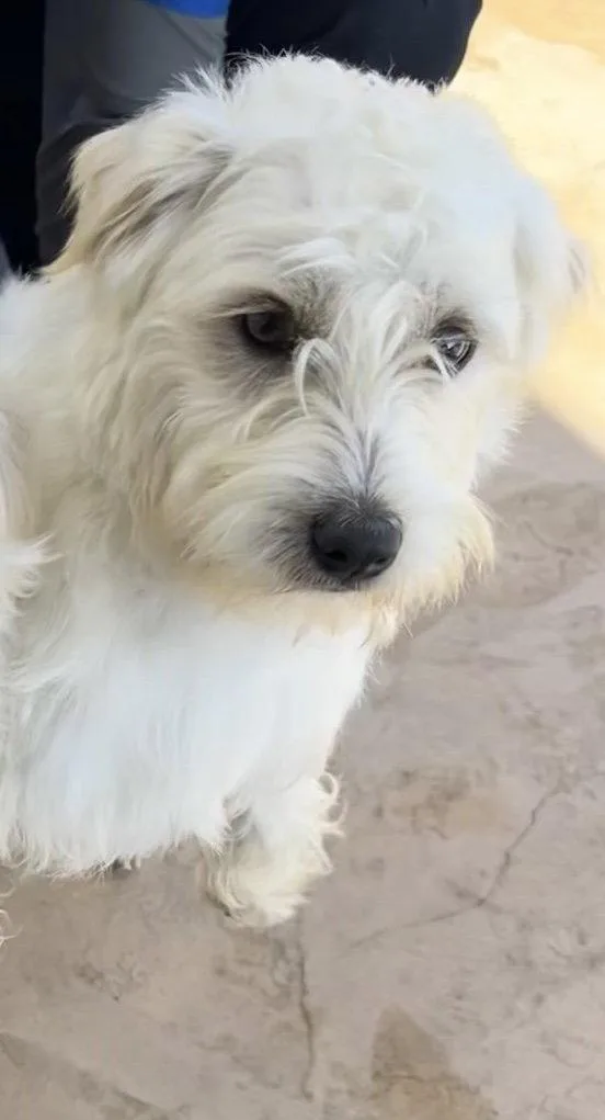 A baby small-sized male Maltese dog named Milo for adoption in San Diego, CA