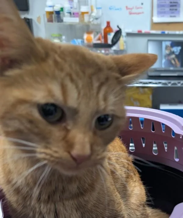 An adult medium-sized female Domestic Short Hair cat named Lexy for adoption in Des Moines, IA