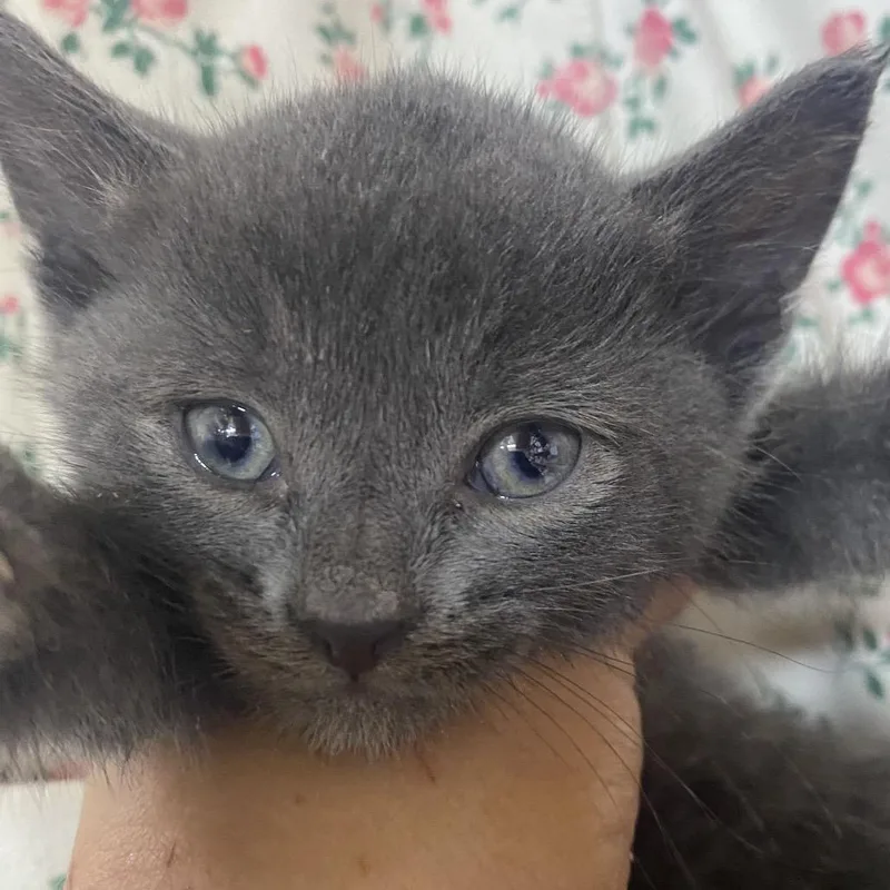 A baby medium-sized male Gray / Blue / Silver Domestic Short Hair cat named Jesse No Band for adoption in Blairsville, GA