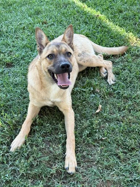 A young medium-sized female Belgian Shepherd / Malinois dog named Miley for adoption in Riverside, CA