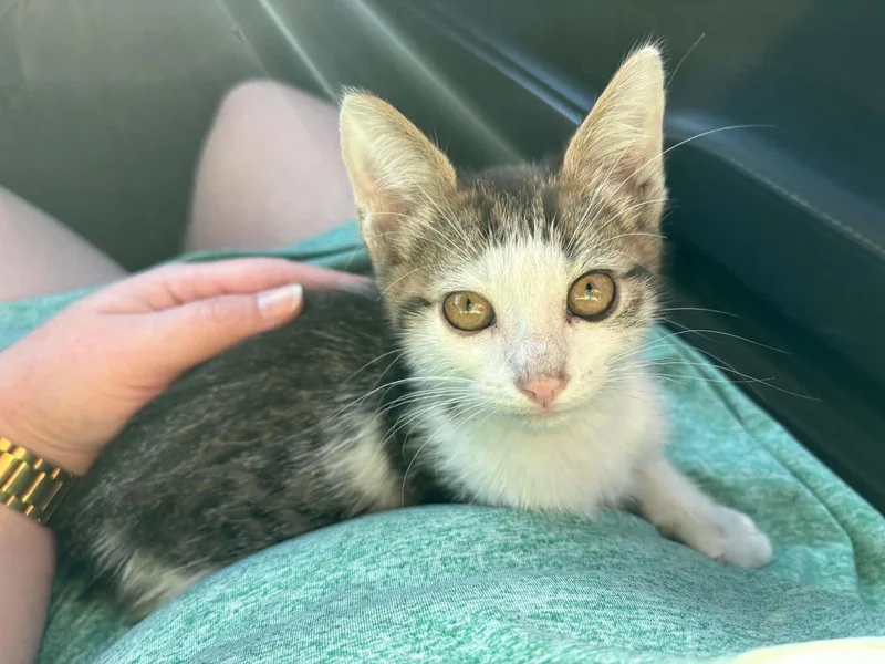 A baby medium-sized male Tabby (Brown / Chocolate) Domestic Short Hair cat named Edward INDOOR ONLY for adoption in Stockton, CA