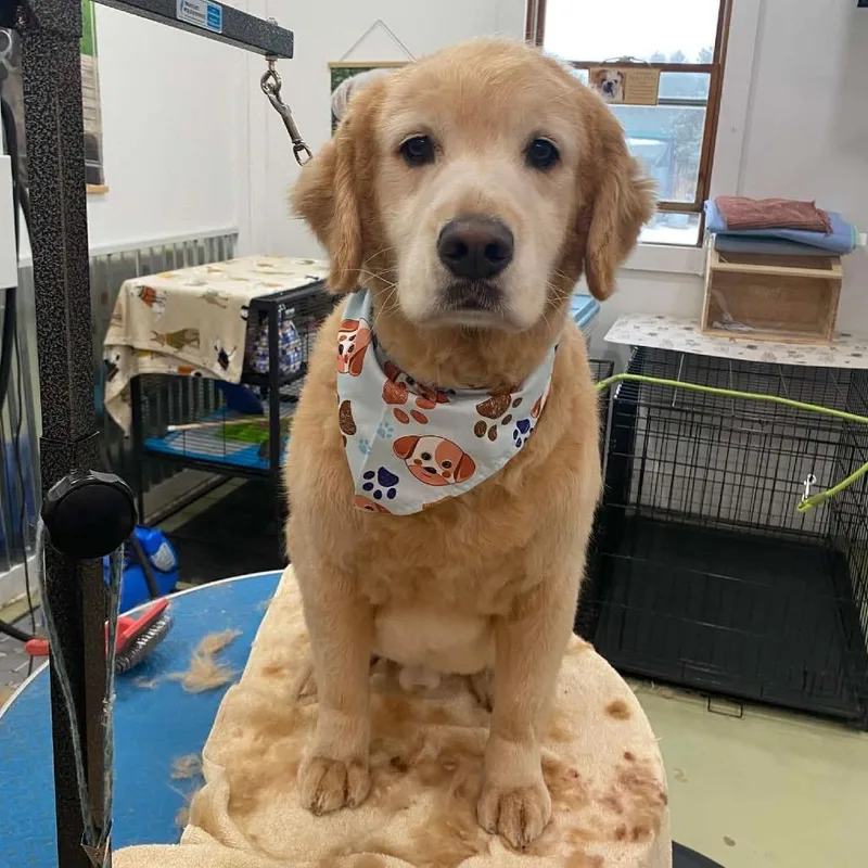 An adult large-sized male White / Cream Golden Retriever dog named Odie for adoption in Ferndale, MI